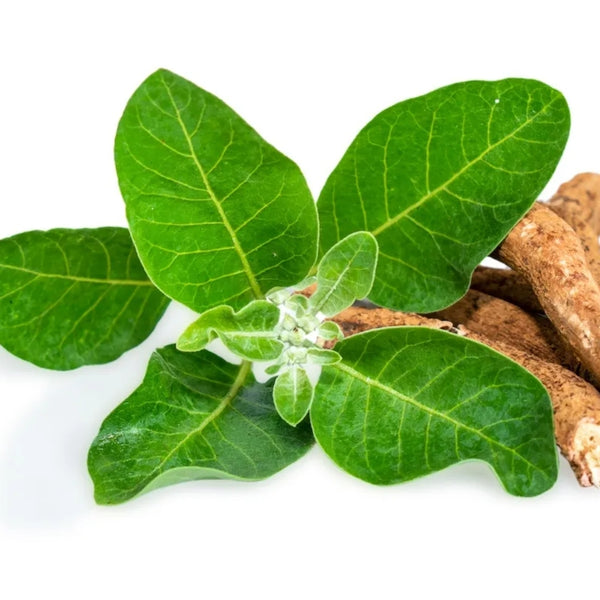 SENSORIL® ASHWAGANDHA