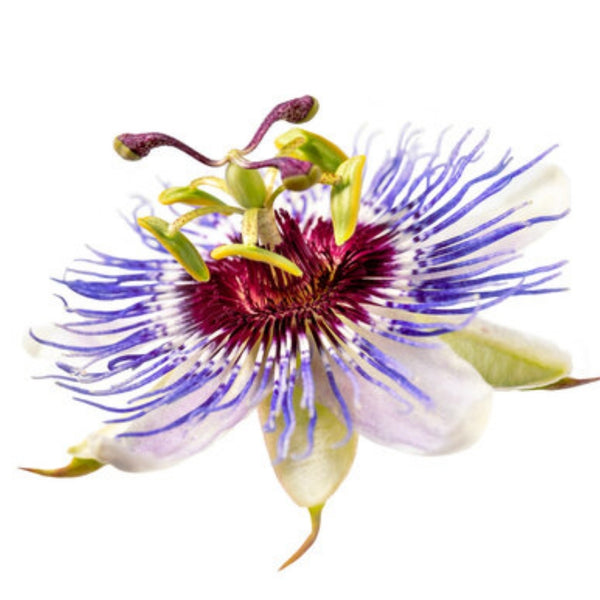 PASSIEBLOEM